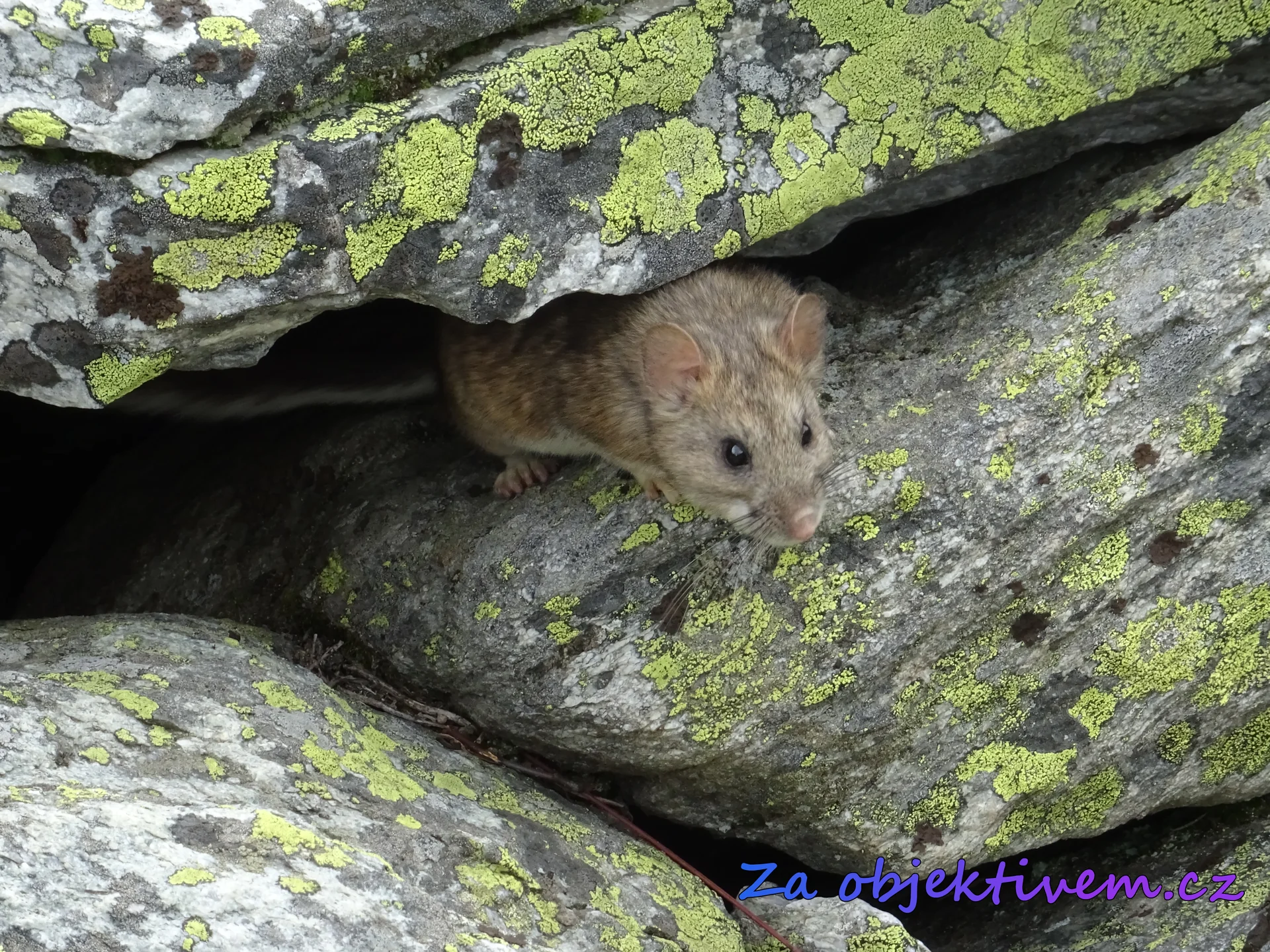 Bushy-tailed Woodrat